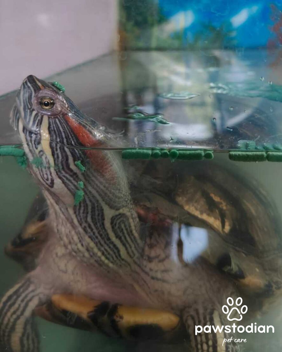 First-Time Pet Owner? Everything You Should Know Before Adopting a Red-Eared Slider Turtle