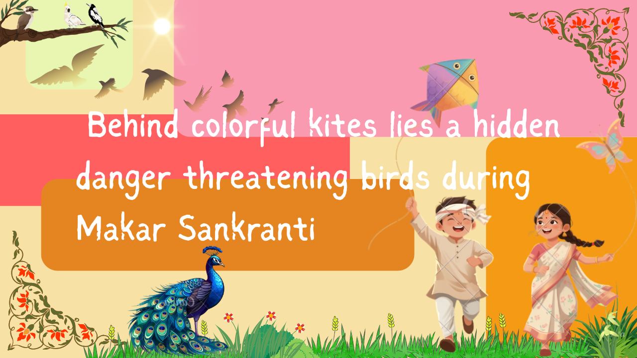 Soaring Traditions, Hidden Harm: The Impact of Makar Sankranti Kite Flying on Birds